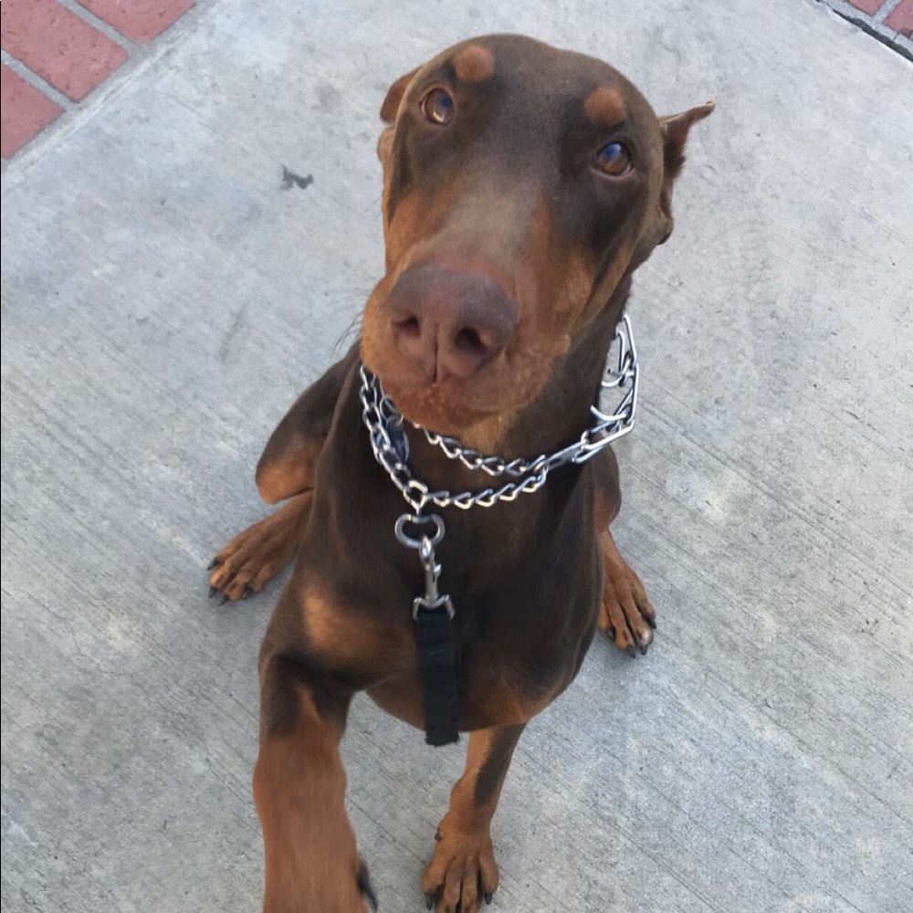 Meet your Posher, Jalene